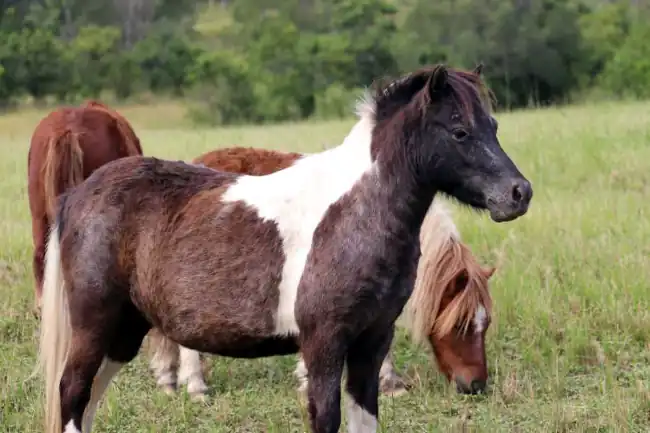 Mini Pony